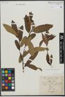 Foto von Salix triandra L. x Salix viminalis L.